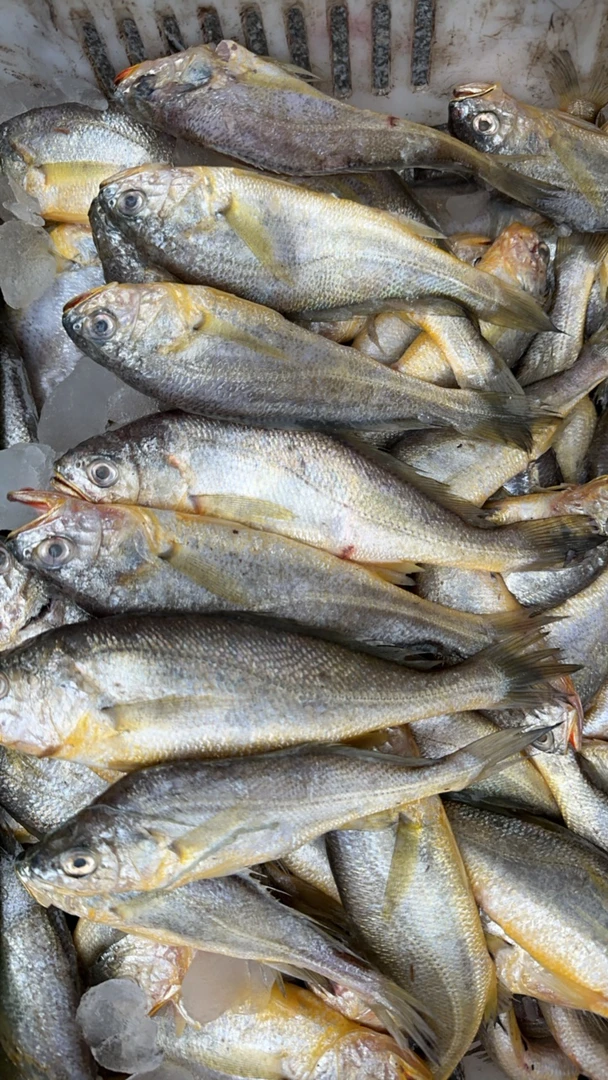 本地黄花顺丰包邮