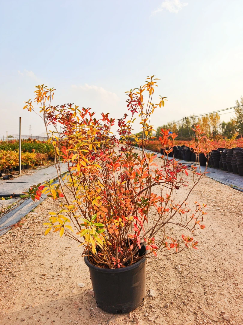 东北耐寒杜鹃飘枝造型杜鹃庭院别墅造景皮实好养品种多样基地直发