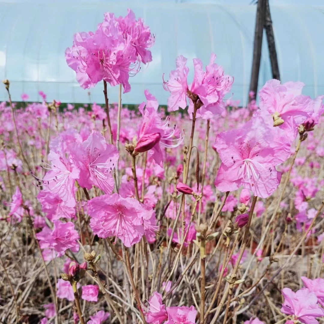 迎红杜鹃落叶杜鹃耐低温-45℃春观花秋观叶阳台盆栽庭院室内外地栽
