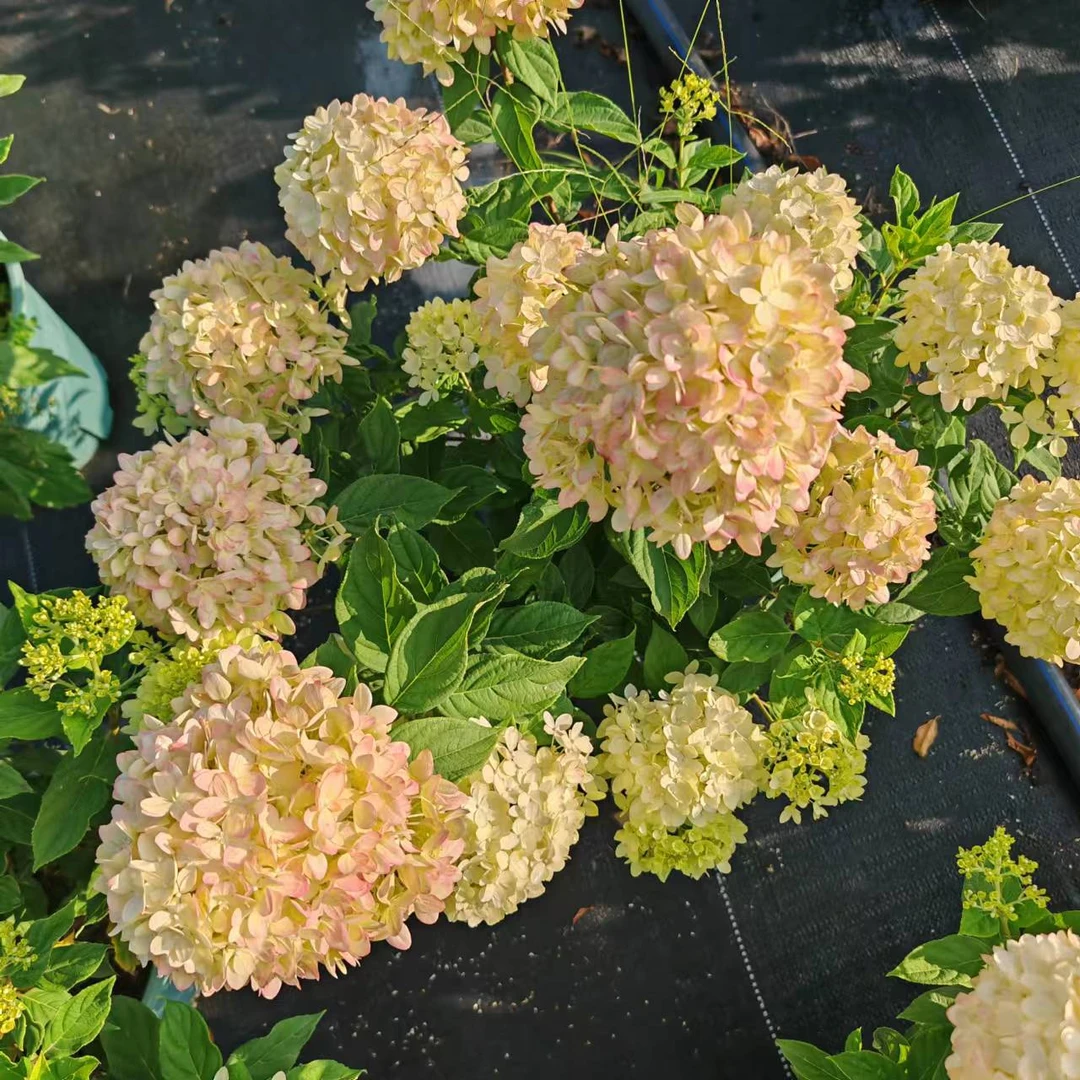 【活力青柠绣球 】绣球花阳台庭院盆栽地栽东北地区夏季秋季节开花