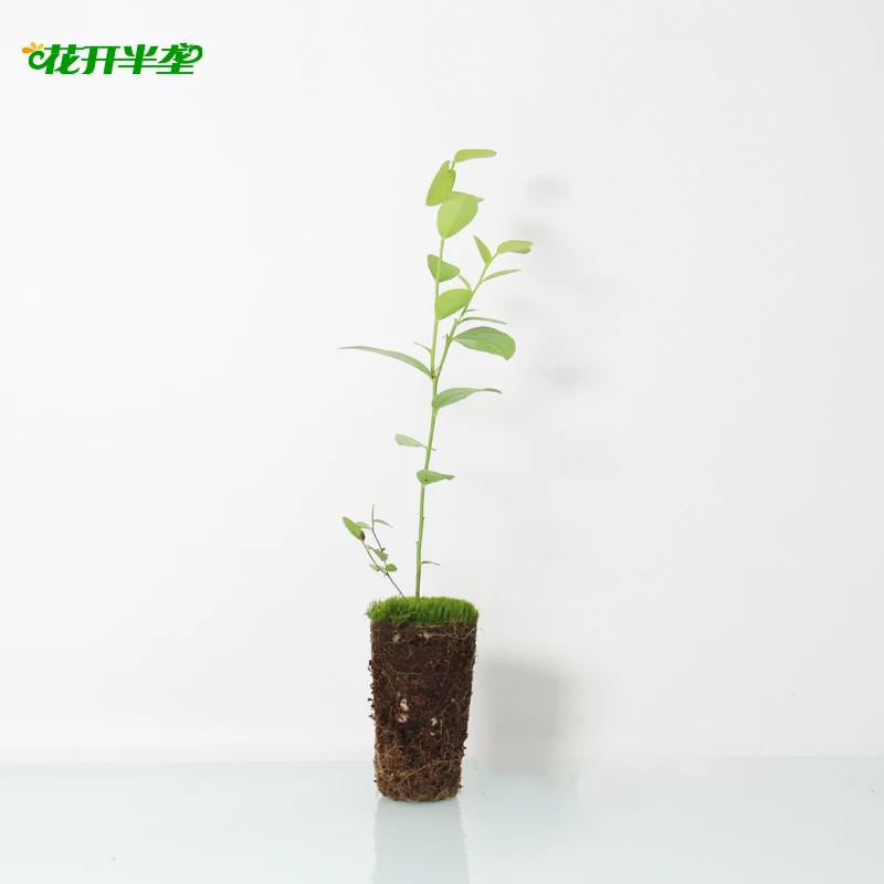 活动尝莓种业 蓝莓裸根无纺布苔藓苗 4棵