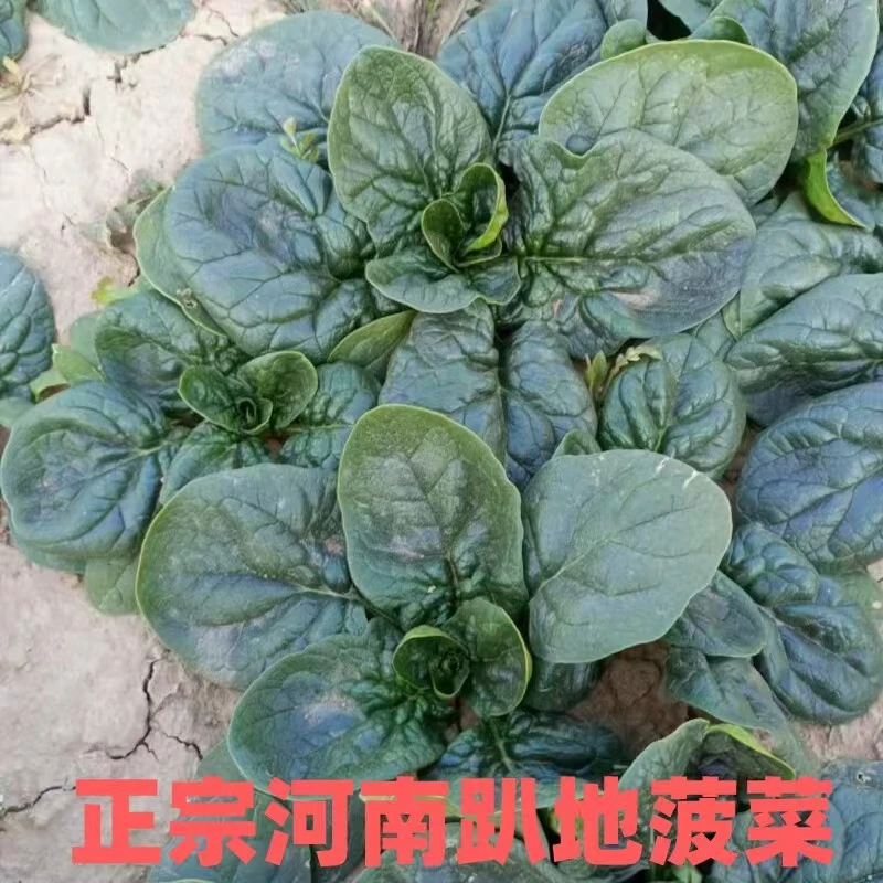 露天农家种植霜打趴地菠菜蔬菜现挖现发3斤5斤装包邮