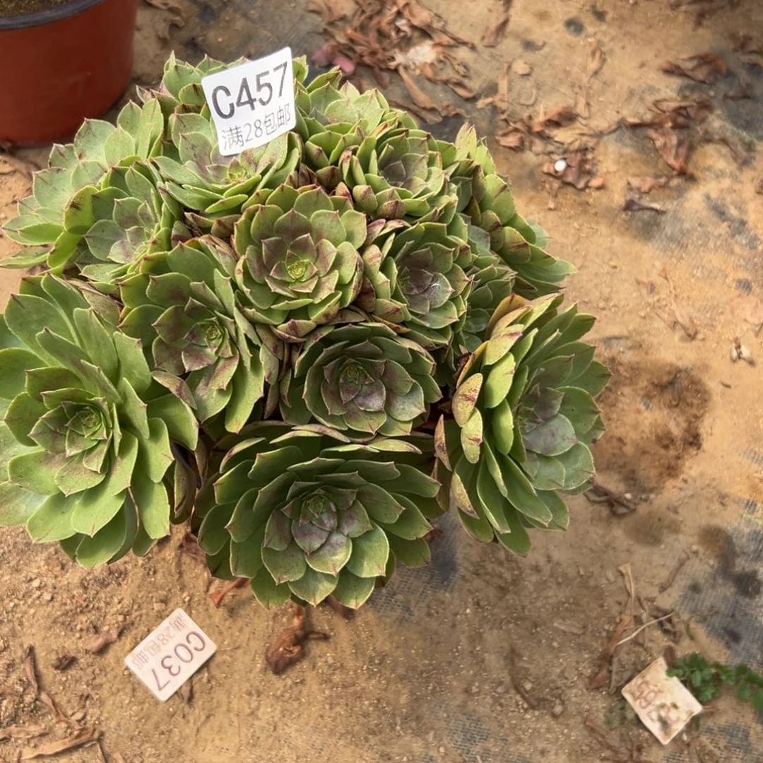 457多肉万拉丝