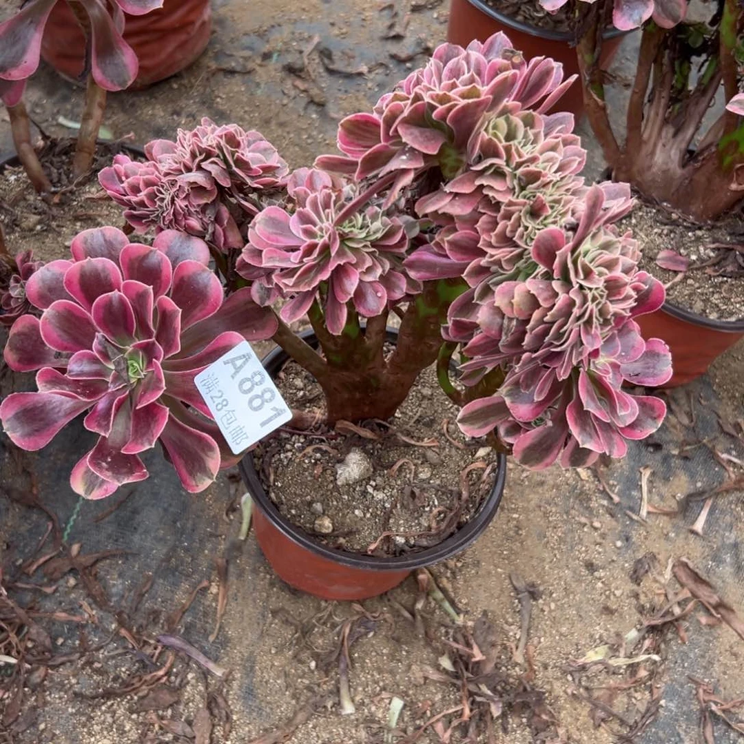 881多肉美杜莎缀