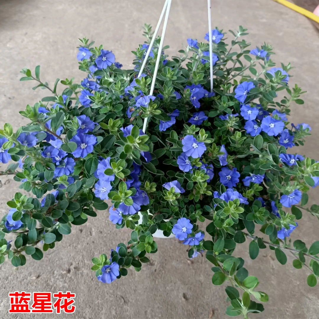 蓝星花盆栽带花苞阳台庭院花园耐热四季开花吊兰花卉垂吊好养植物