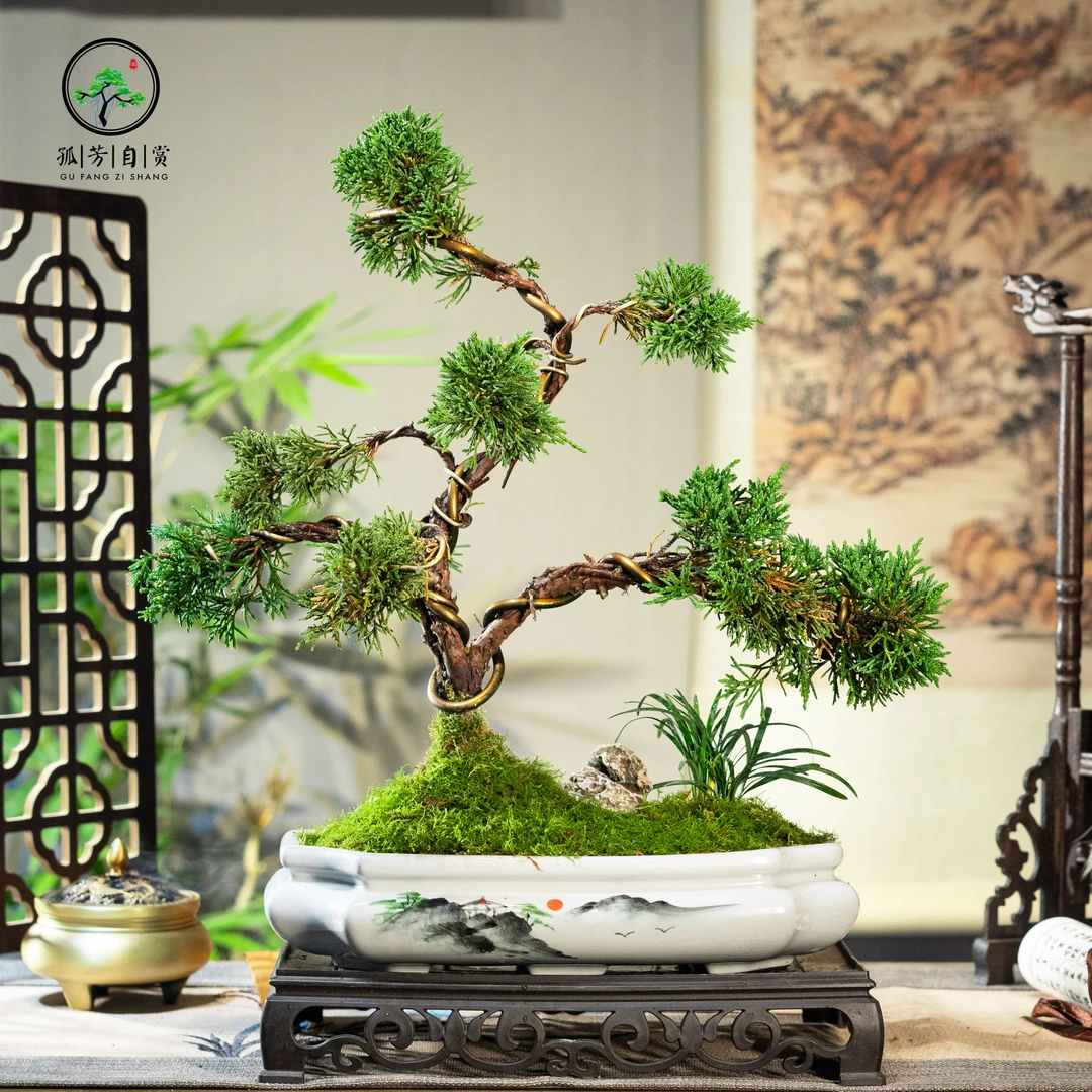 济州真柏迎客松造型桌面室内盆景高档绿植办公室茶桌客厅植物中式
