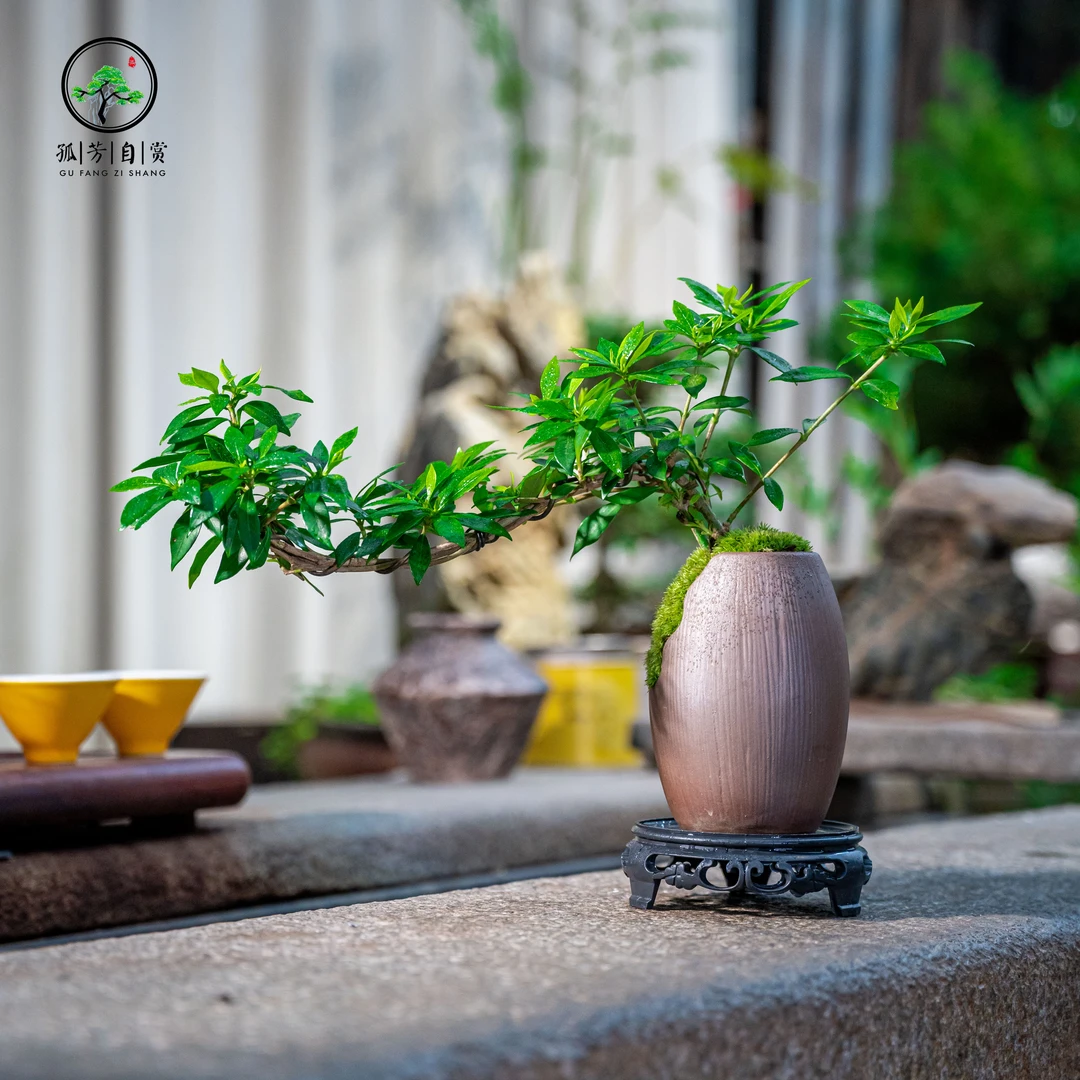栀子花微盆景室内绿植花卉四季桌面盆景组合客厅摆件小盆景植物