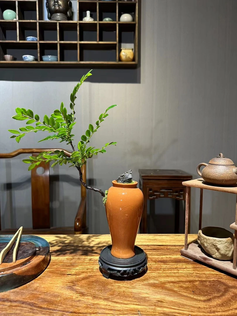 小叶紫黑骨茶造型桌面室内盆景高档绿植办公室茶桌客厅植物中式