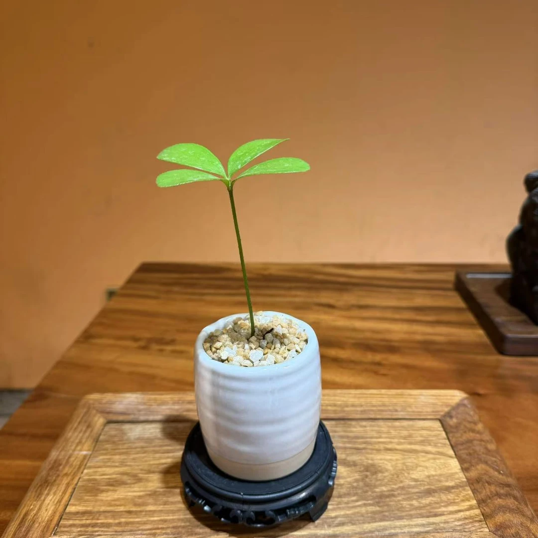 四叶草铁树盆栽墨西哥铁桌面微盆景掌上小盆栽绿色客厅幸运