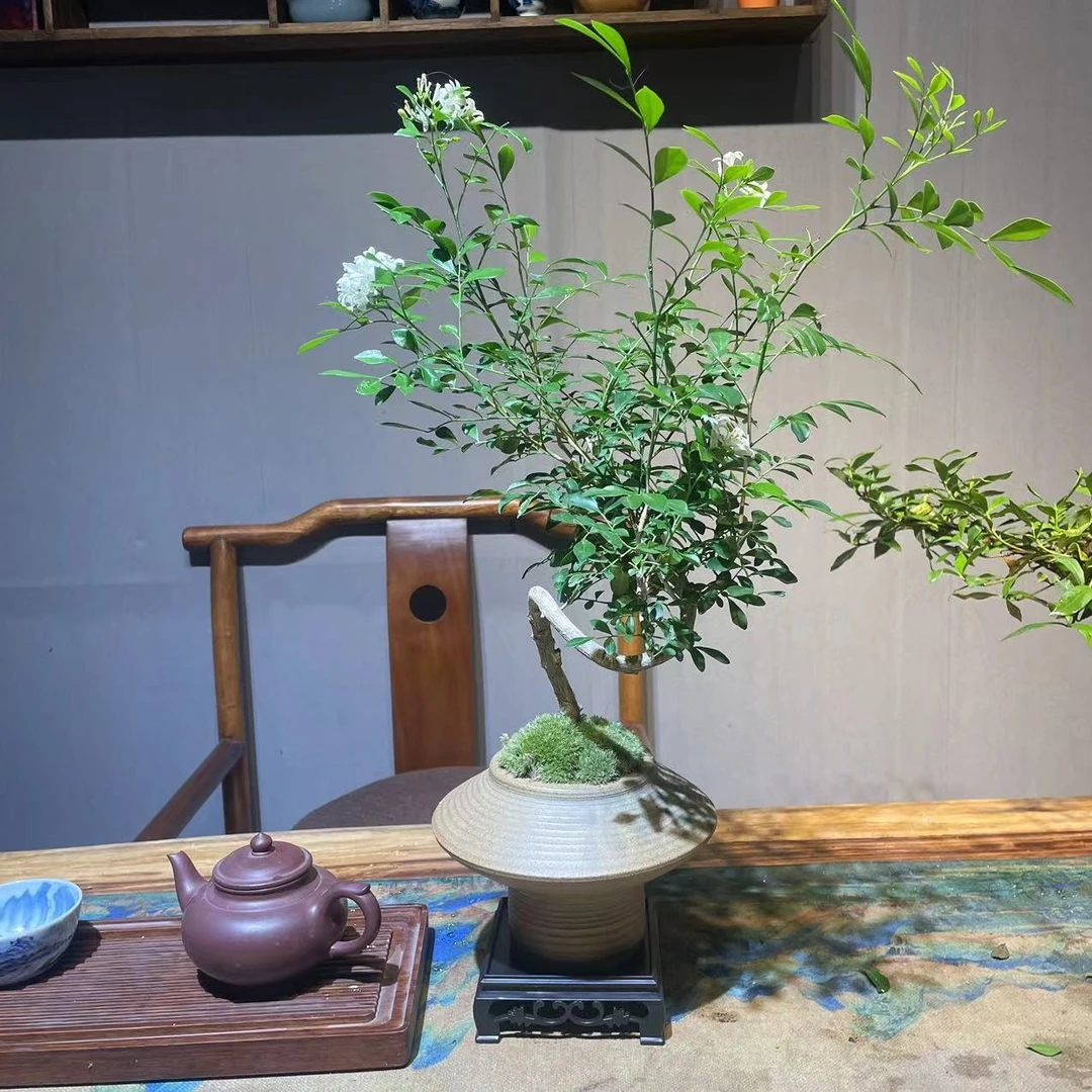 九里香七里香桌面室内盆景高档绿植办公室茶桌家居客厅植物中式