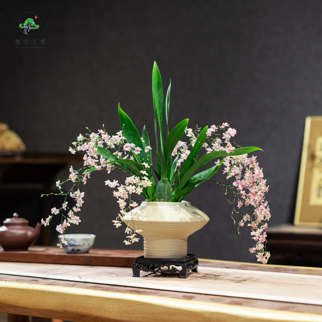 梦香兰盆景茶室室内高档植物组合盆栽庭院造景中式绿植客厅