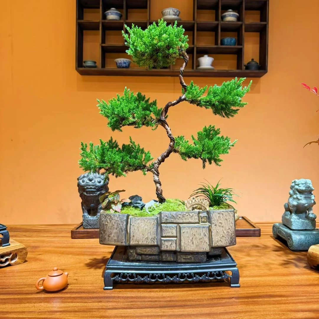 真柏迎客造型树桌面的高档绿植松柏文人盆景办公室中式盆栽