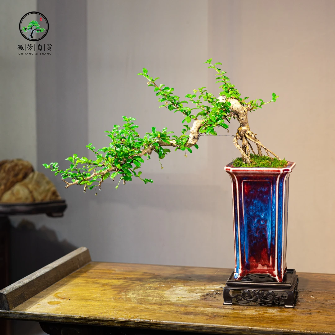 福建茶老桩悬崖提根盆景绿植室内茶桌办公室四季植物绿色