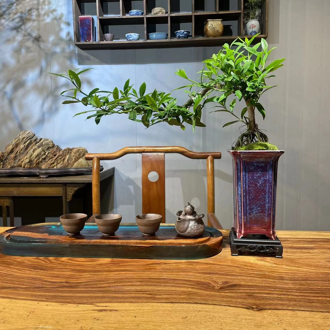 悬崖飘枝栀子花室内绿植桌面造型盆景盆栽开花植物