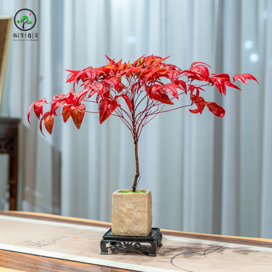 火焰南天竹盆景茶室室内高档植物组合盆栽庭院造景中式绿植客厅