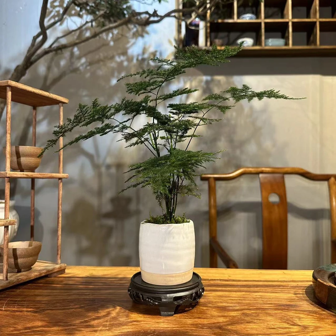 文竹室内高级文雅苔藓绿植盆栽组合小盆景植物