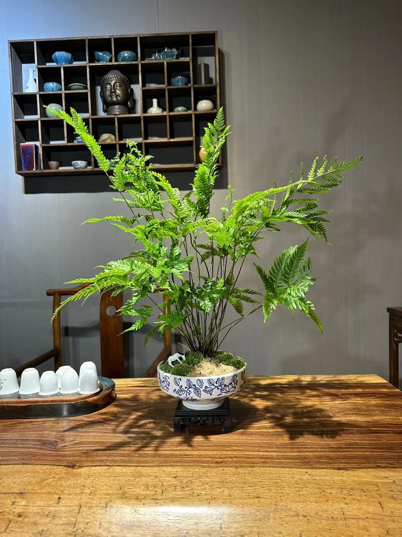 傅氏蕨青花瓷盆盆景室内耐阴好养禅意空间植物绿色