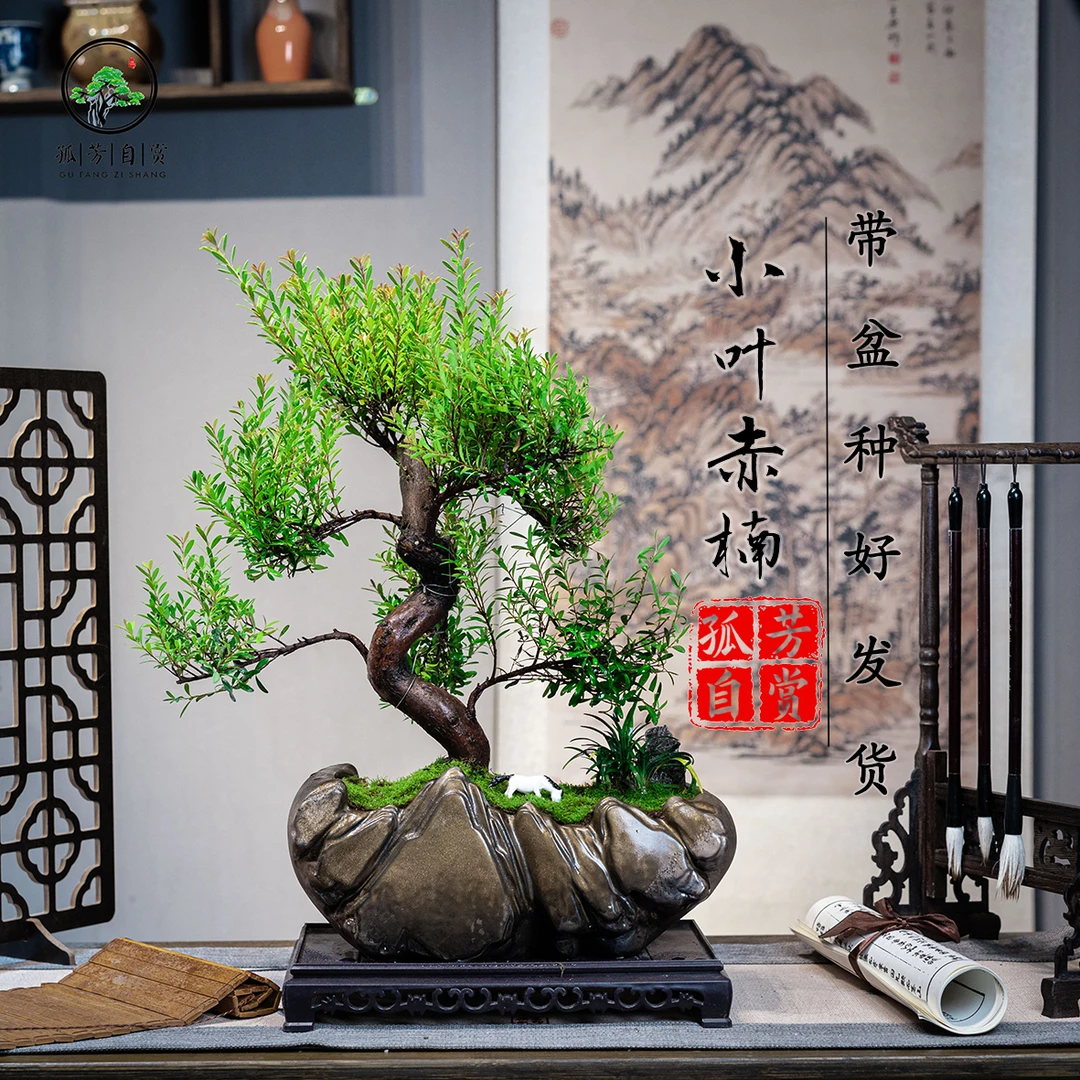 小叶赤楠老桩客厅组合盆栽室内高档绿植盆景大型基地发货