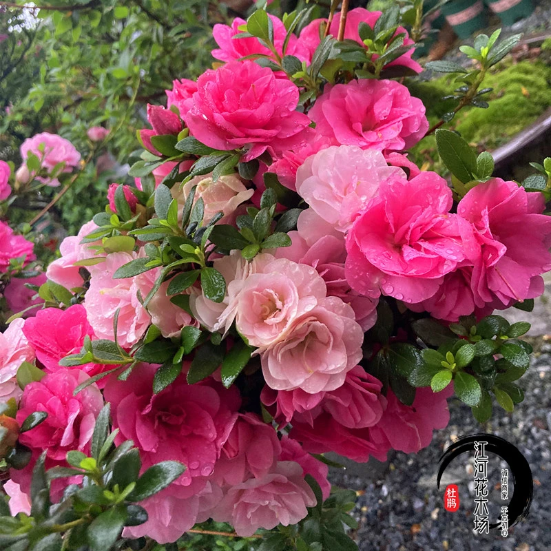 皋月杜鹃娟之舞盆景多色杜鹃花稀有名贵杜鹃花盆栽室内外均可种植