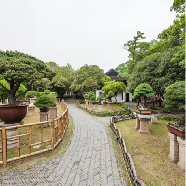 罗汉松松造型盆景高端盆景 庭院别墅阳台办公室一树一拍