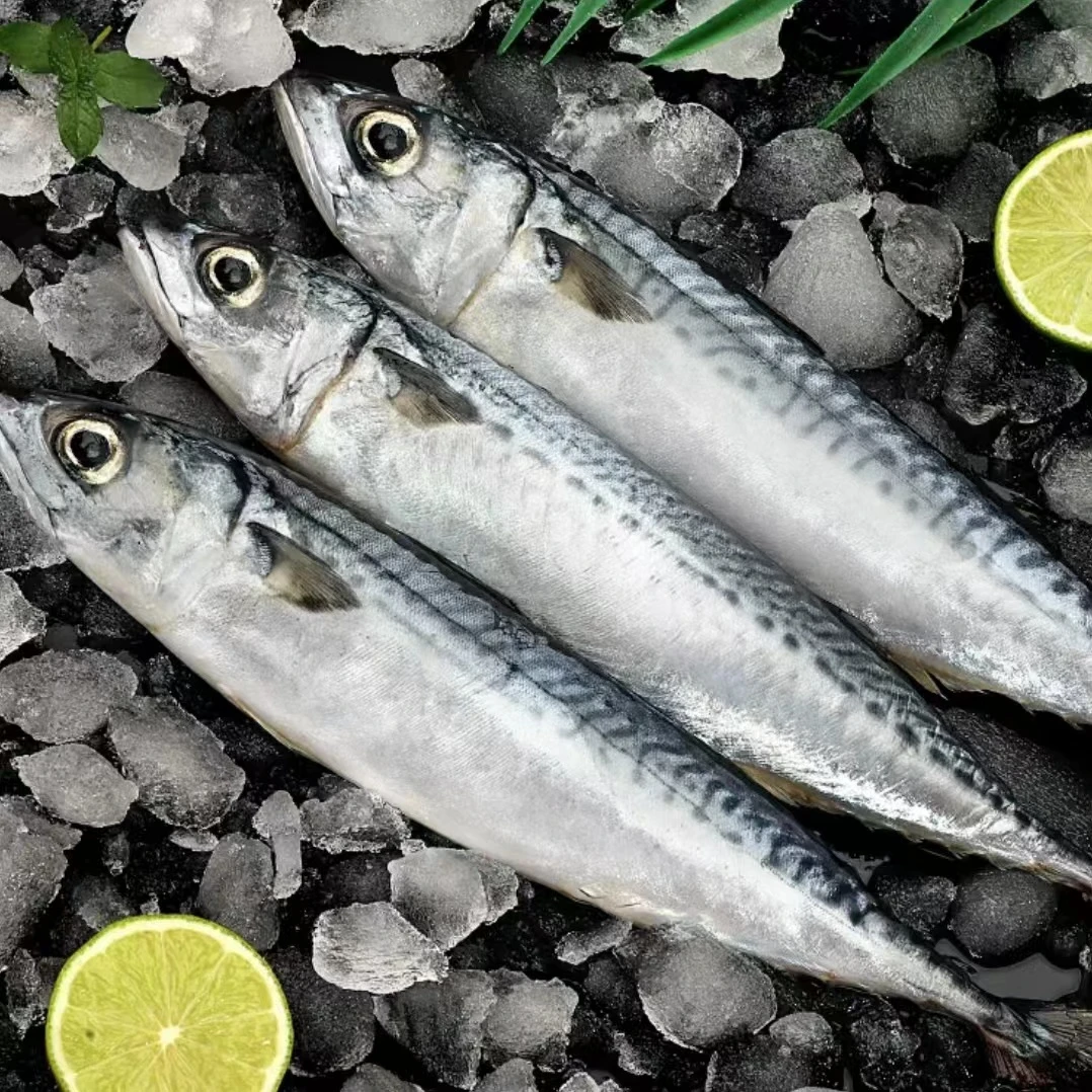 福建漳州 本港野生花仙鱼 青花鱼 青占鱼 4条/斤 5斤装