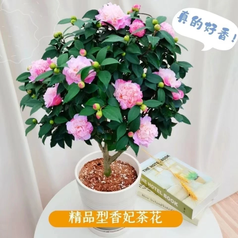 香妃5年苗茶花盆栽带花苞浓香型茶花冬季开花耐寒花卉茶花树苗