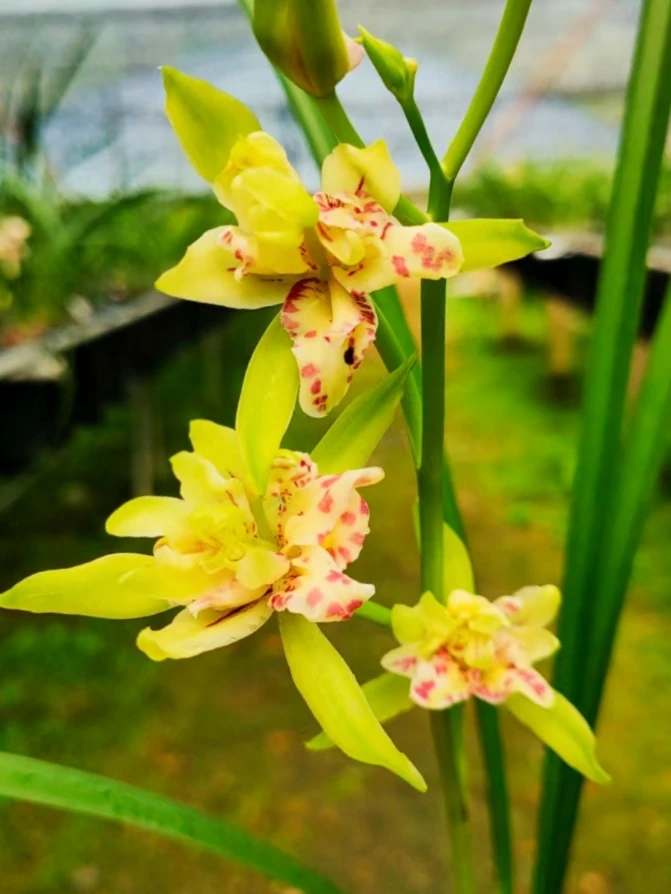 兰花盆栽建兰兰陵牡丹带花苞室内绿植客厅花卉四季浓香