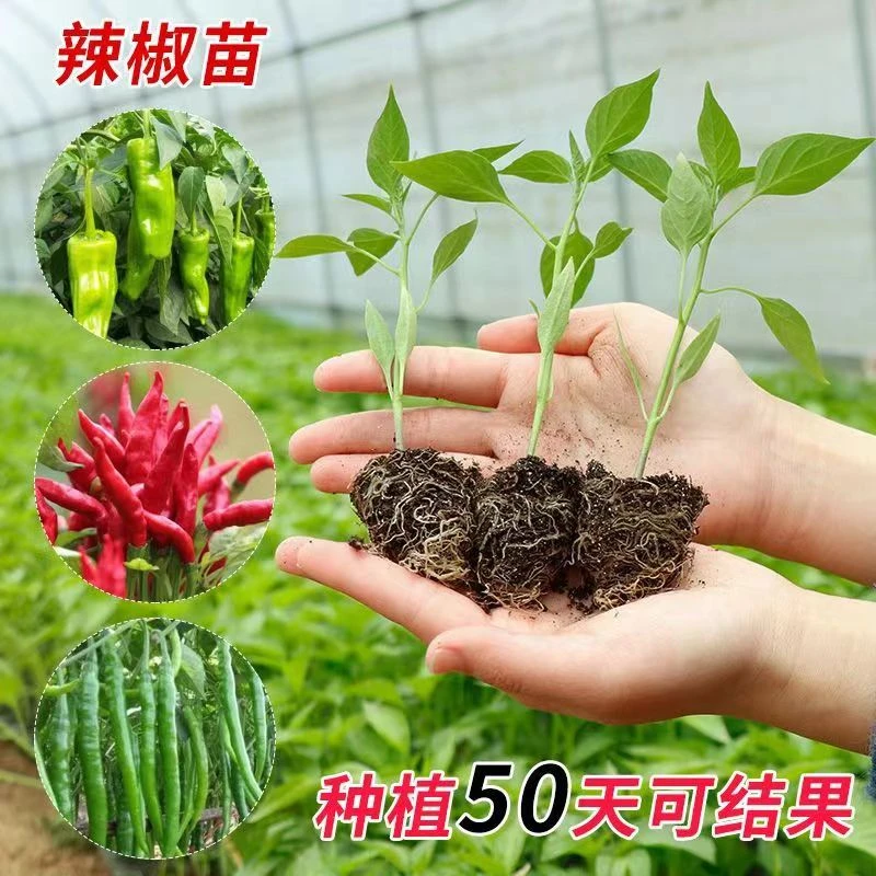 辣椒种苗朝天椒小米椒薄皮椒长线椒灯笼椒甜椒五彩椒螺丝椒秧苗