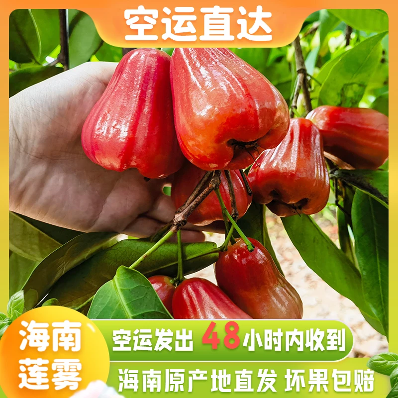 (京东空运)海南黑金刚莲雾3斤5斤当季新鲜水果整箱包邮