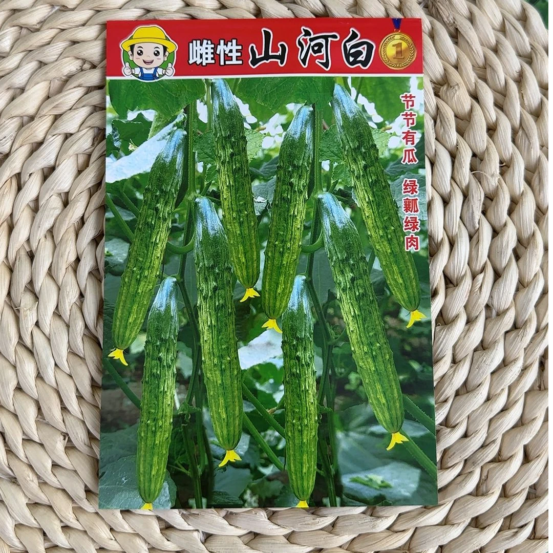 雌性山河白旱黄瓜种子山河白黄瓜种子蔬菜