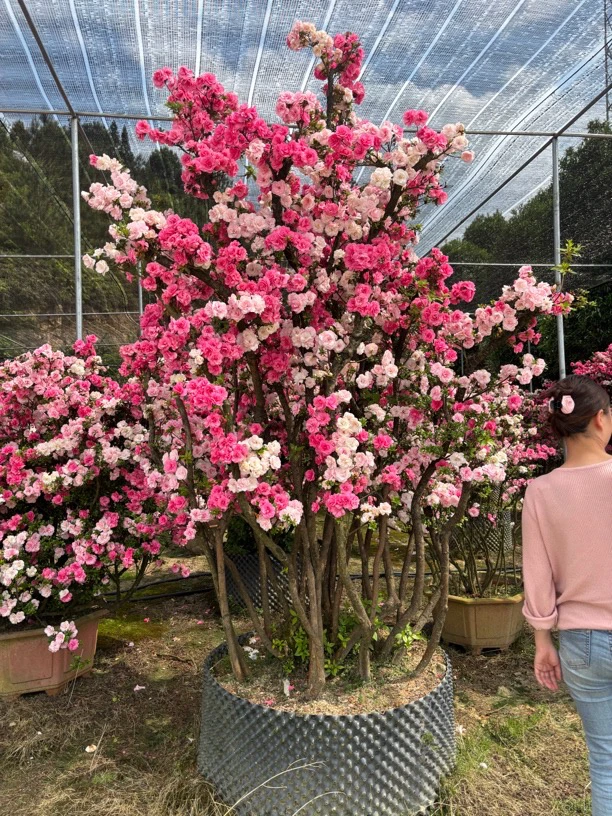 杜鹃花盆栽花卉香妃三角梅木槿花茶花映山红高端盆景盆景倒挂绿植