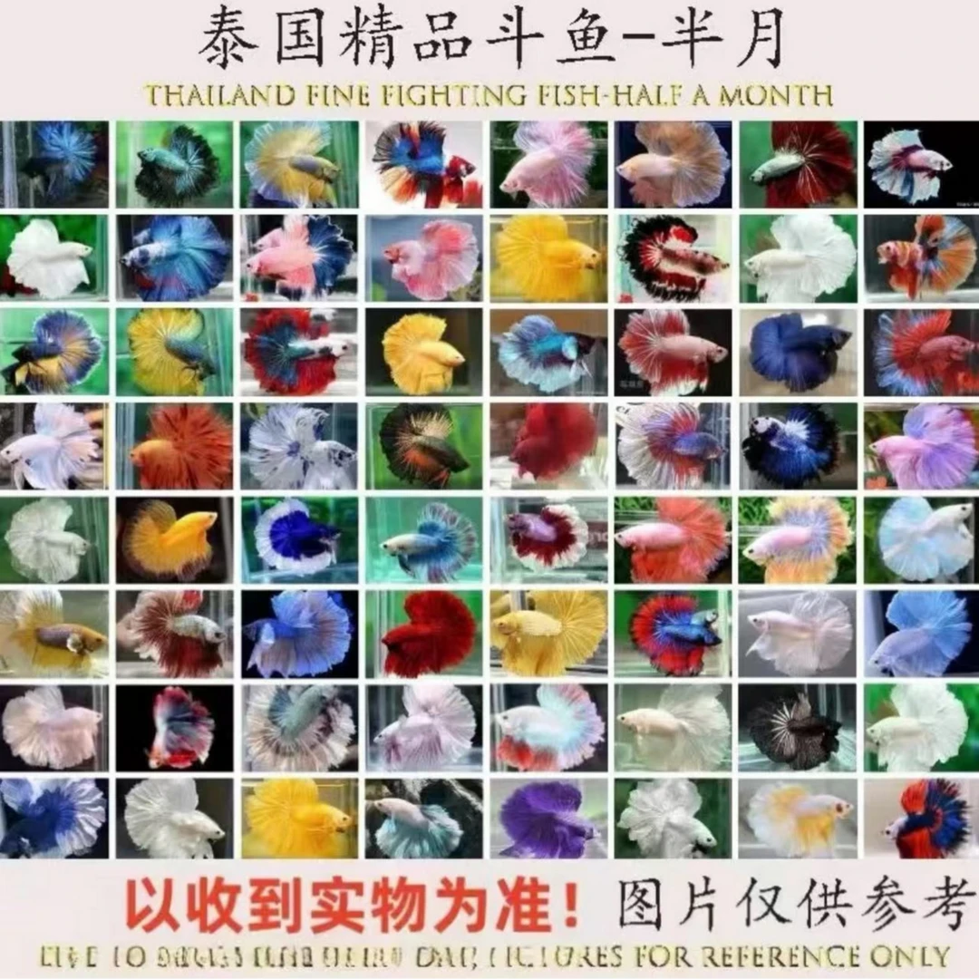 泰国斗鱼热带观赏鱼批发渔场直发公鱼母鱼