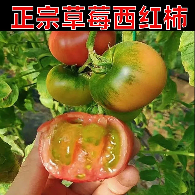 草莓铁皮柿子现摘现发新鲜应季水果柿子头茬生吃番茄铁皮西红柿