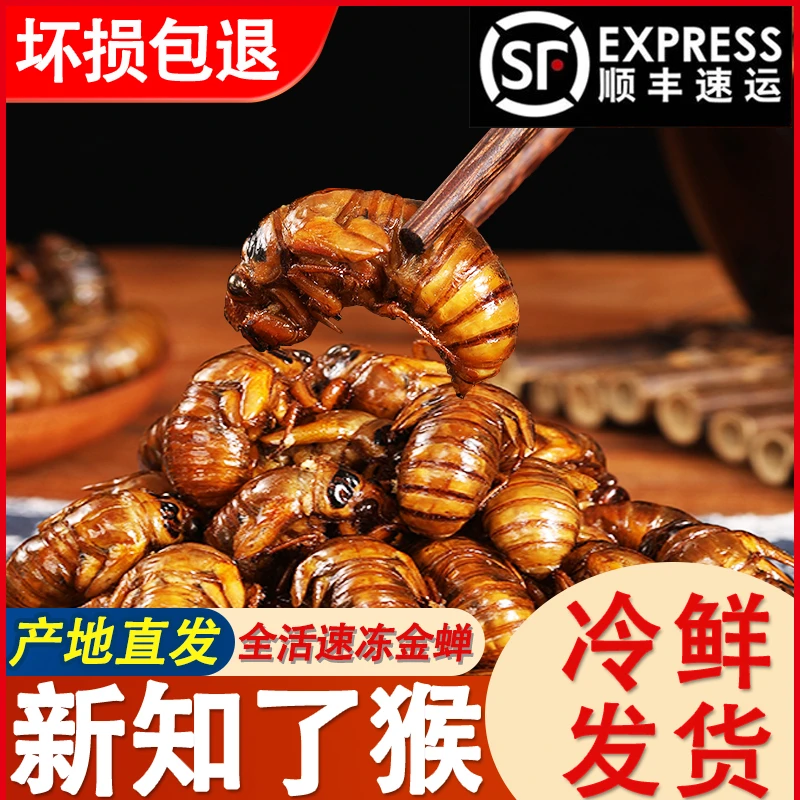 2024新鲜知了龟爬叉猴金1蝉 农村树林活体速冻非油炸蚕蛹顺丰包邮