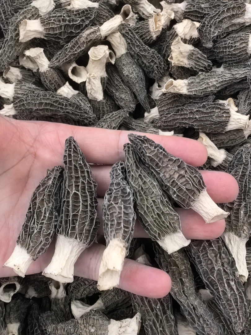 头茬精品4-7公分羊肚菌（薇安专属）