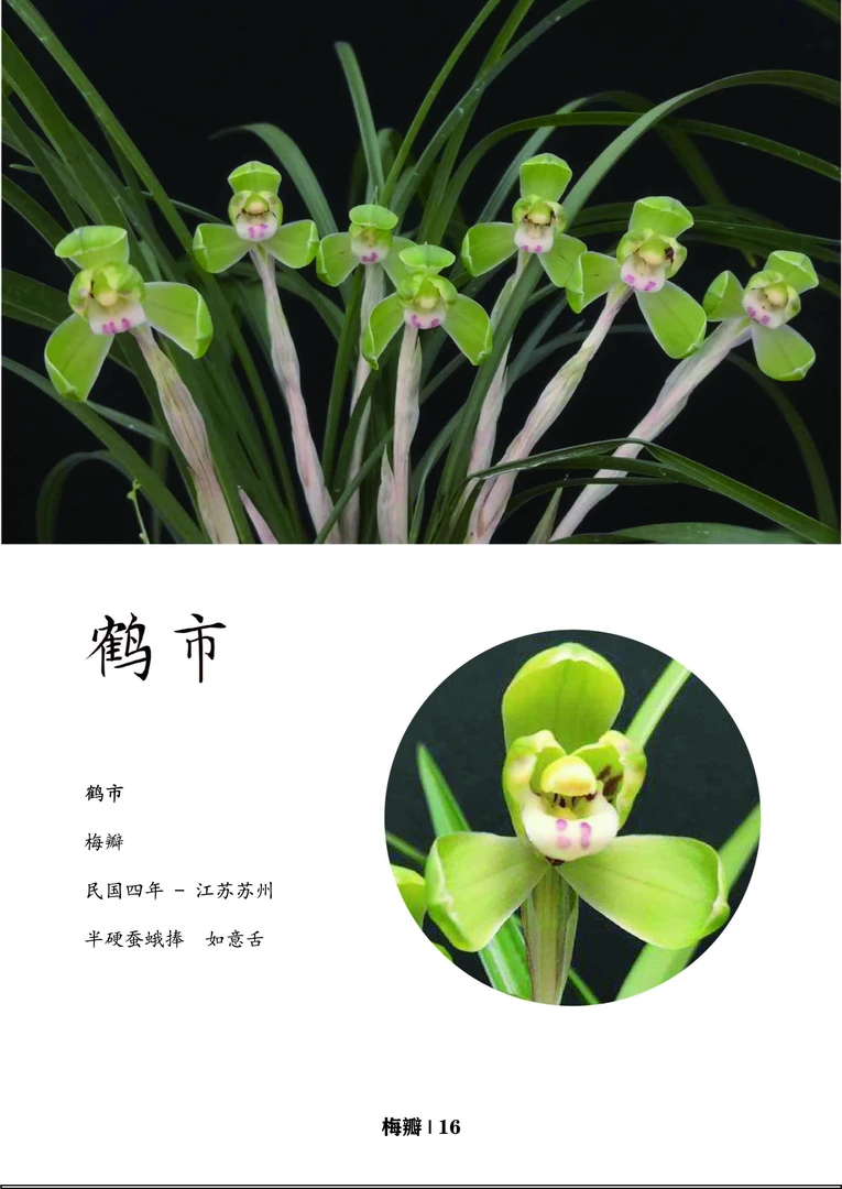 新上线开花机器 春兰百年名兰 鹤市 新手室内浓香多花 兰花绿植