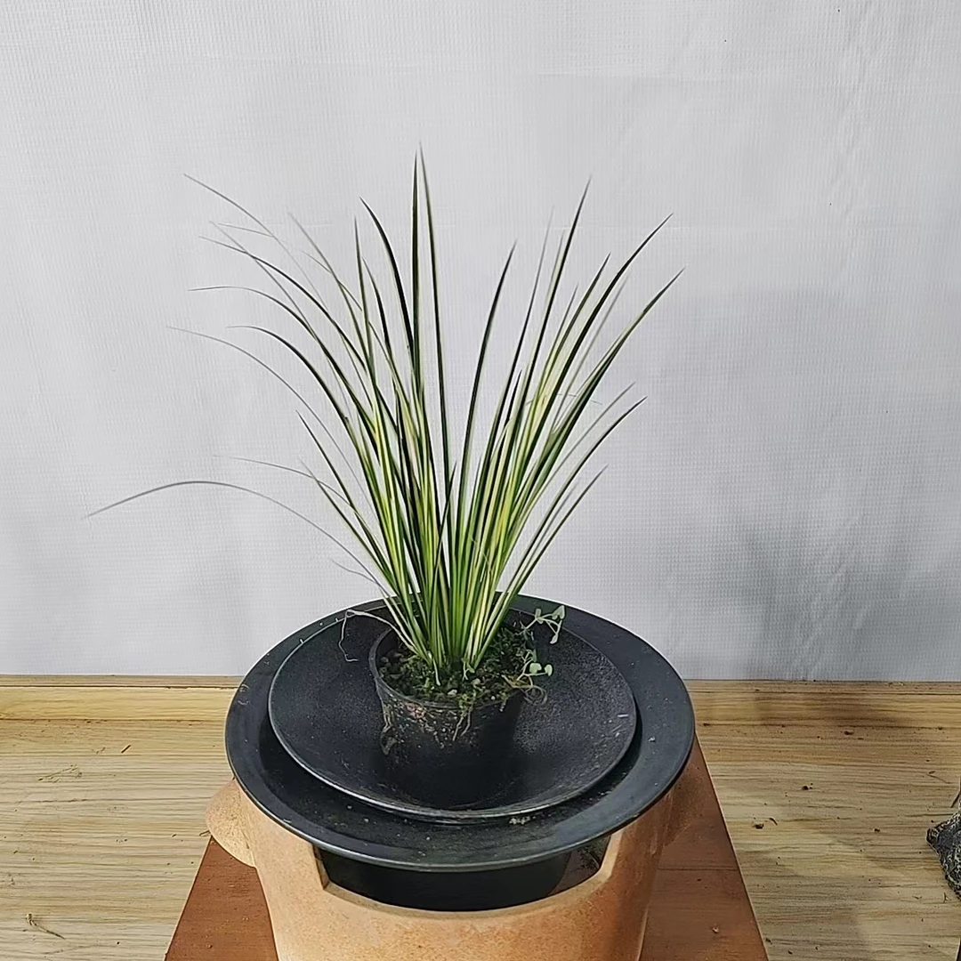 菖蒲金凤凰茶桌精品原盆原土