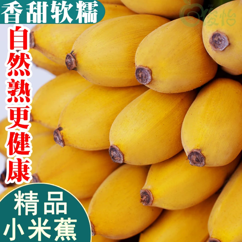 正宗广西小米蕉批发当季时令新鲜水果皇帝蕉香蕉整箱批发2/5/9斤