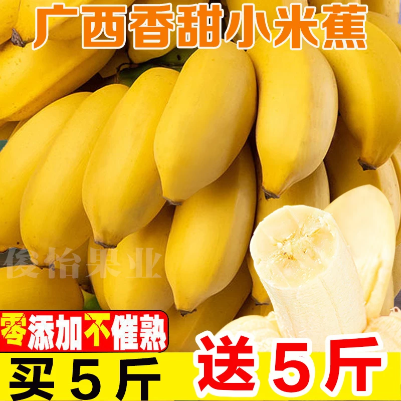 【点关注送5斤】正宗小米蕉广西特产当季新鲜水果10斤5斤整箱批发