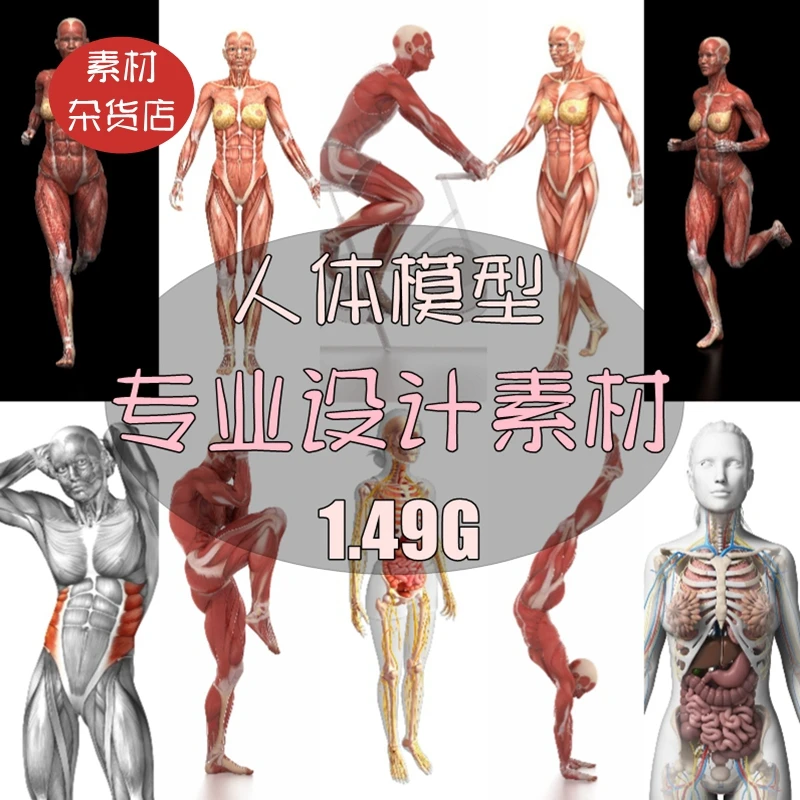 超高清人体骨骼模型经脉穴位肌肉组织分布设计师ps合成素材图片
