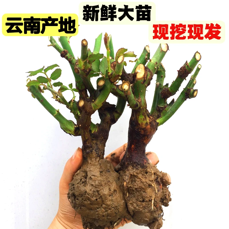 春季(精品3颗)z云南玫瑰花苗 花卉月季玫瑰老桩苗精品三年裸根