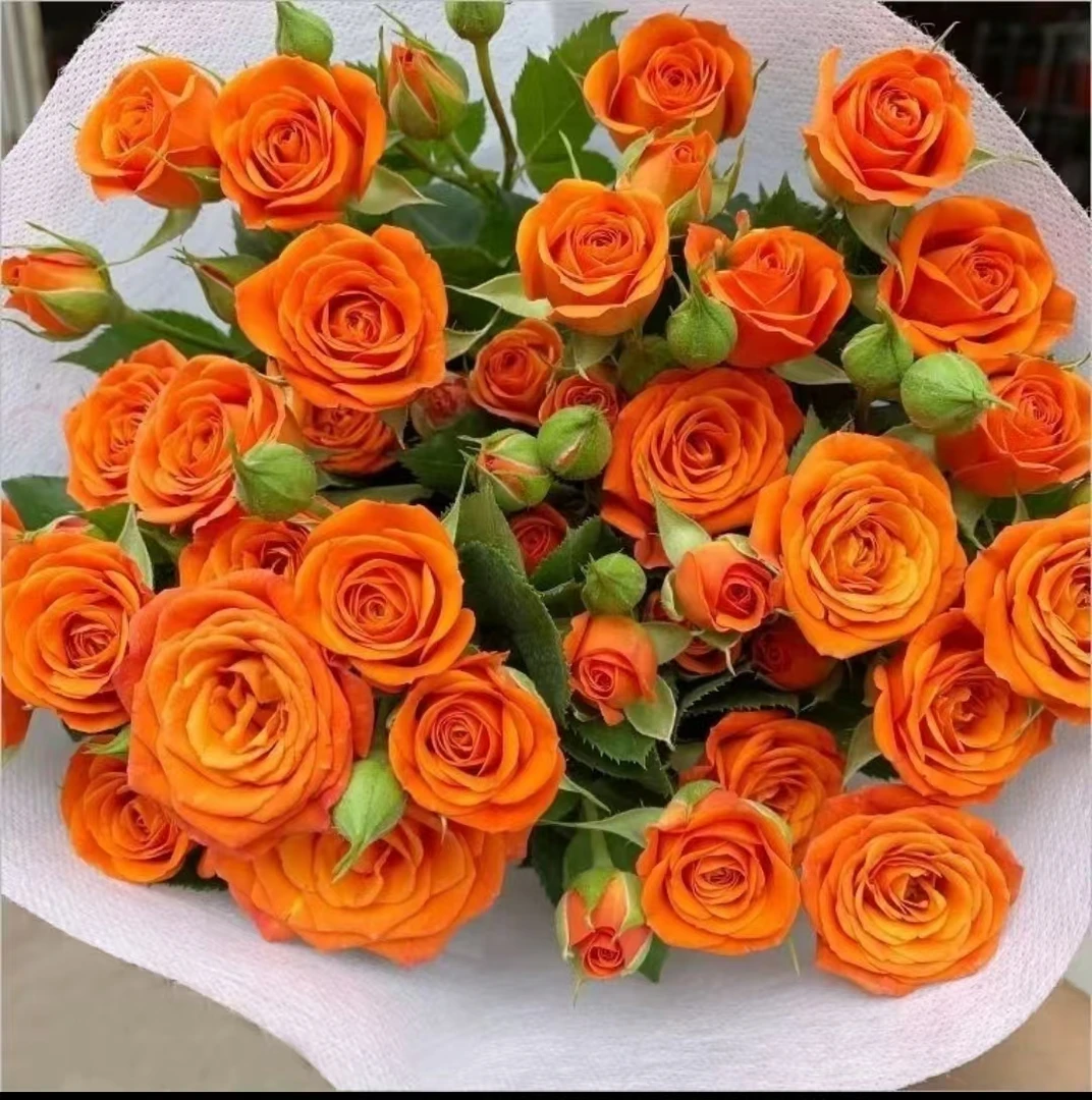 【花与侬】精选 橙色芭比多头玫瑰小轻奢风