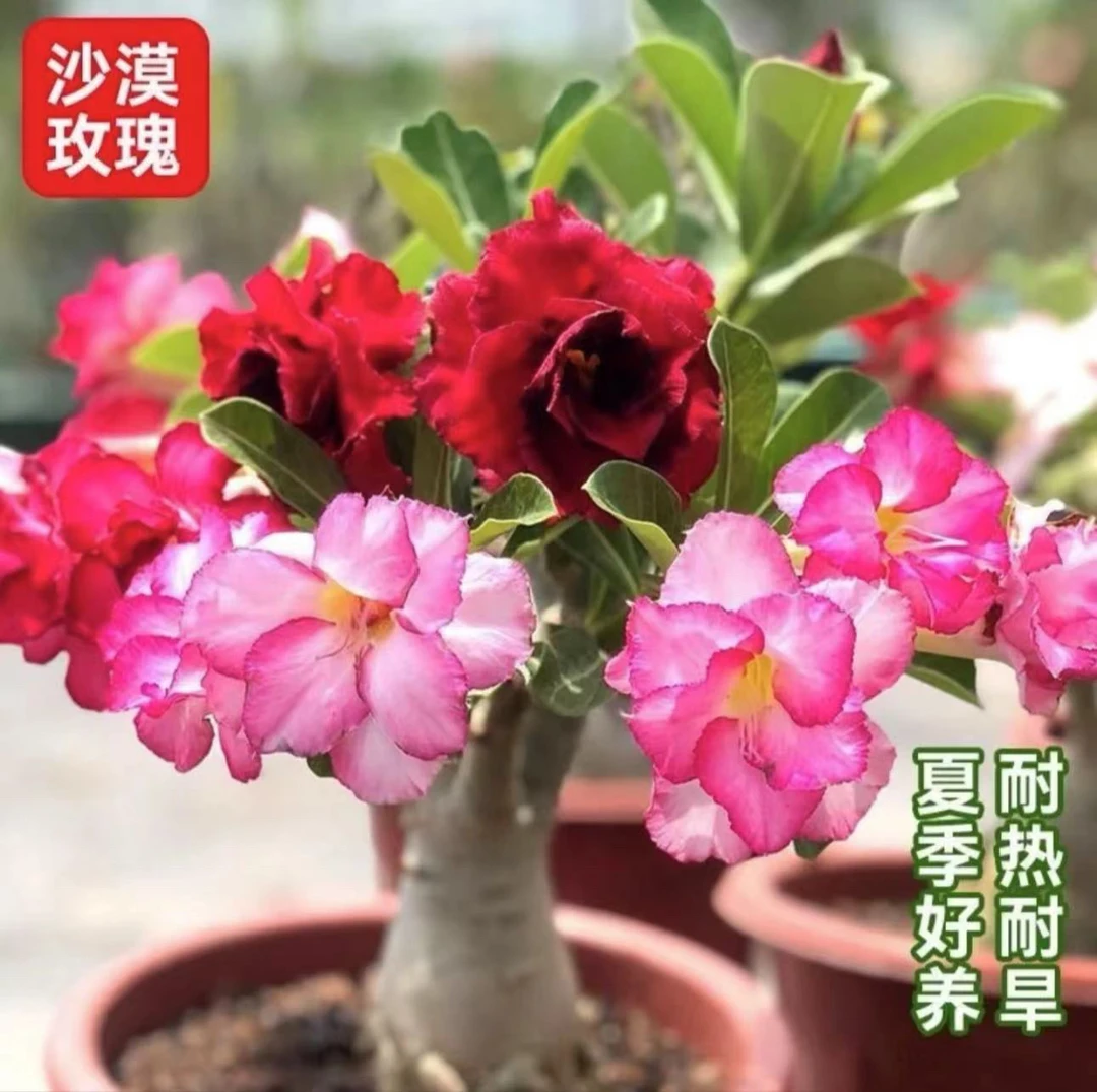 重瓣沙漠玫瑰花苗盆栽四季花卉绿植物老桩室内阳台小盆景开花不断