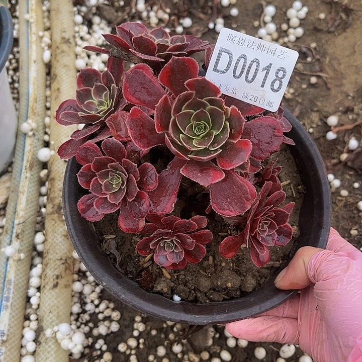 0018水果糖多肉法师有断瑕疵处理不包损