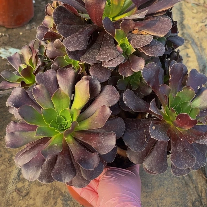 131梅花多肉法师瑕疵有断处理不包断枝