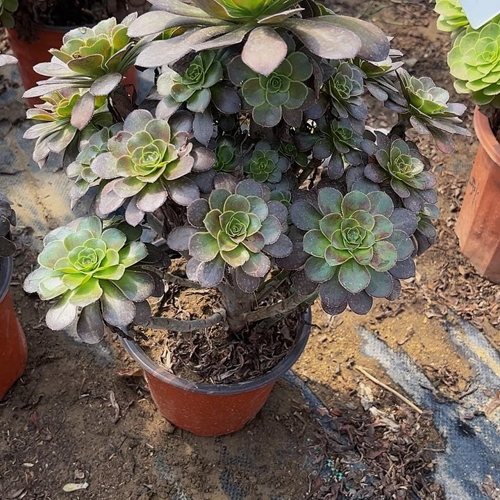 0182灰圆叶多肉法师瑕疵有断不包损