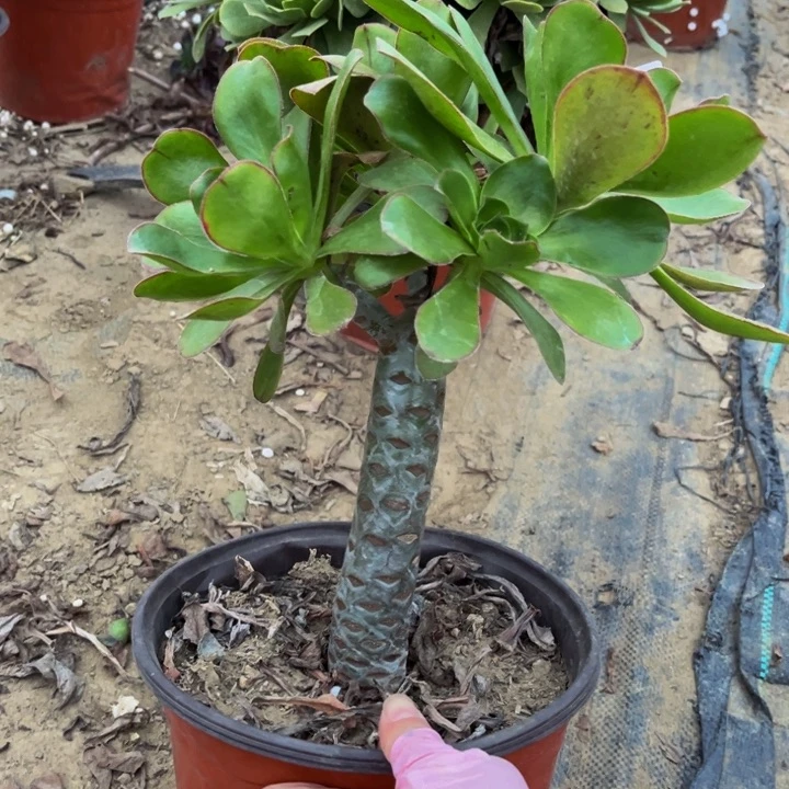 422燕姿多肉法师瑕疵有断处理不包断枝