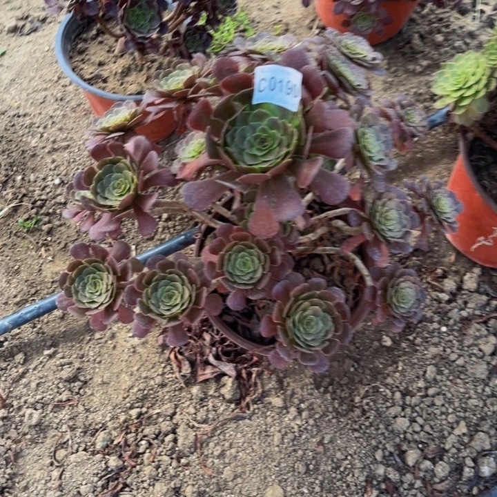 0190黑萝莉多肉法师瑕疵不包损