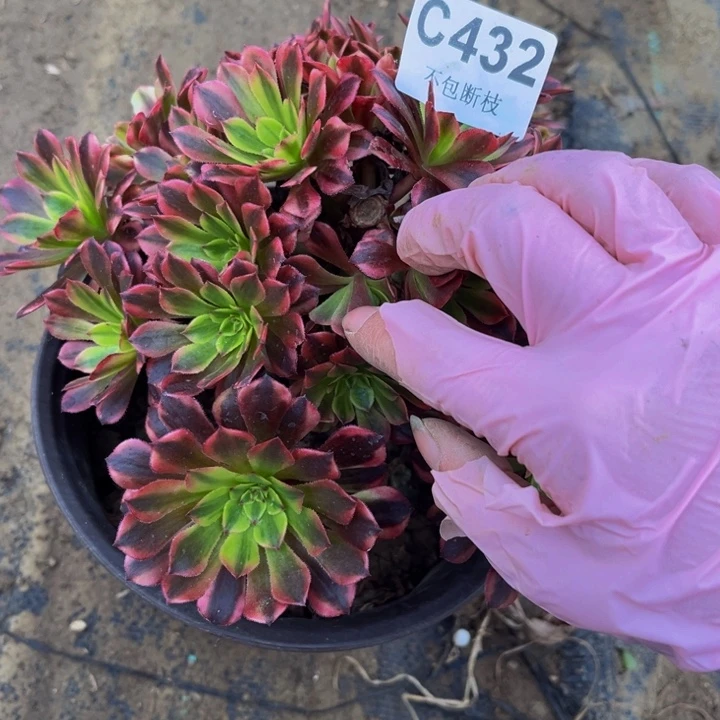 432祝融有砍主头多肉法师不包断枝