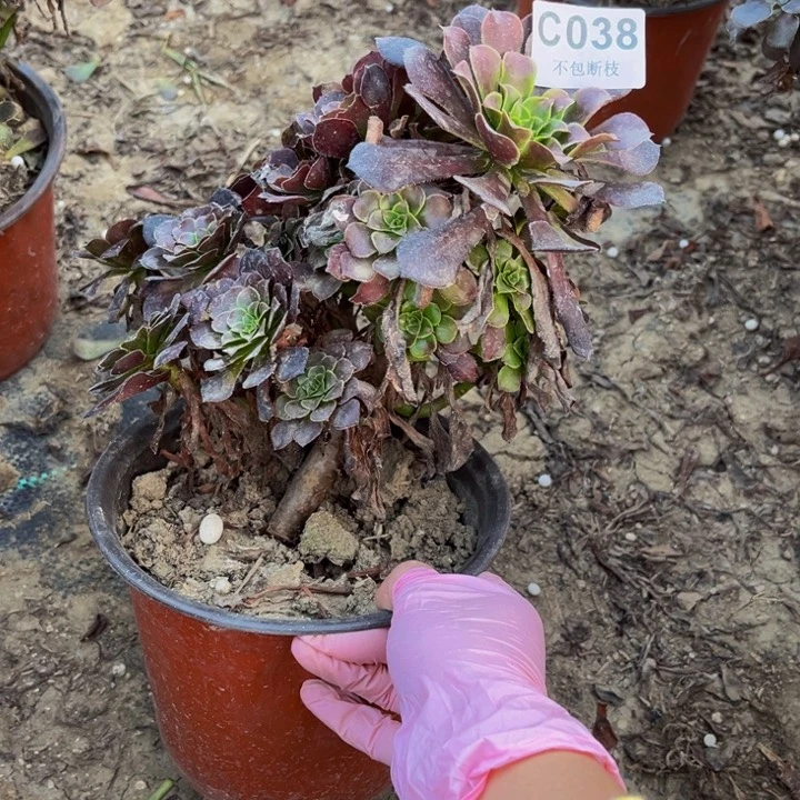 038红铜多肉法师瑕疵有断处理不包断枝